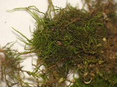 Pelekium pygmaeum