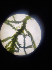 Pelekium pygmaeum