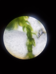 Pelekium pygmaeum