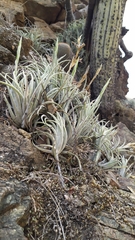 Tillandsia pueblensis