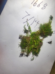 Pelekium pygmaeum