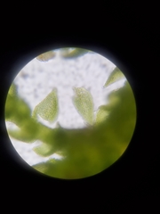 Pelekium pygmaeum