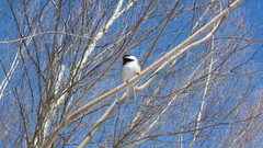 Poecile atricapillus