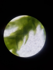 Pelekium pygmaeum