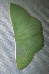 Prasinocyma semicrocea