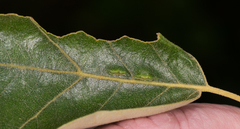 Macrodiplosis qoruca