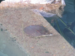 Apalone spinifera guadalupensis