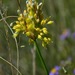 Allium flavum - Photo (c) Nuuuuuuuuuuul, algunos derechos reservados (CC BY)