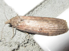 Lamoria glaucalis