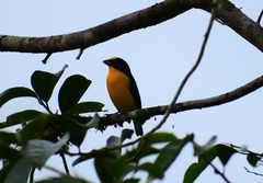 Euphonia laniirostris