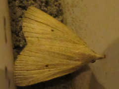 Stenhypena nigripuncta