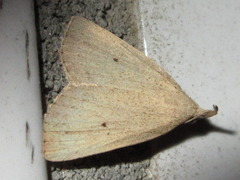 Stenhypena nigripuncta