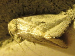 Phyllophila obliterata