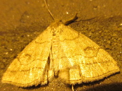 Zanclognatha triplex