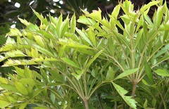 Cussonia spicata image