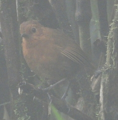 Grallaria saturata