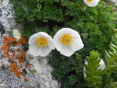Paraquilegia anemonoides
