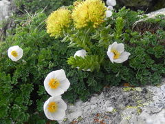 Paraquilegia anemonoides
