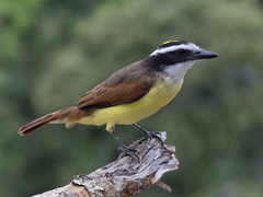 Pitangus sulphuratus