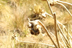 Espeletia congestiflora