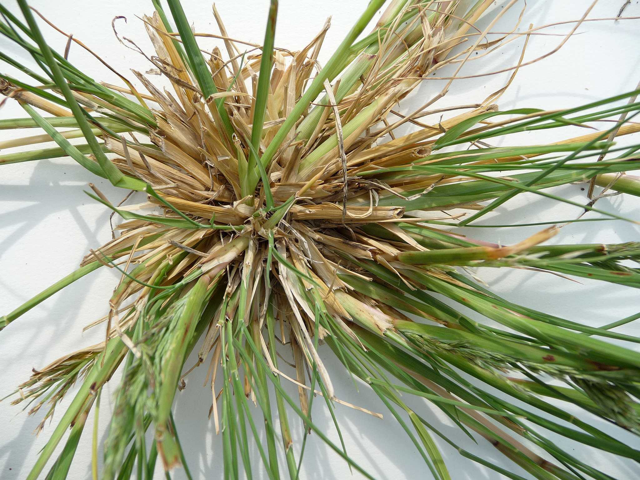 Leptochloa fusca ssp. fascicularis