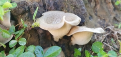 Lentinus