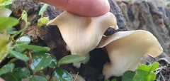 Lentinus