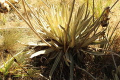 Espeletia congestiflora