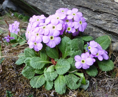 Primula caveana