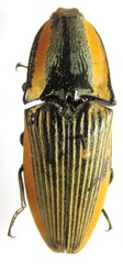 Chalcolepidius bomplandii