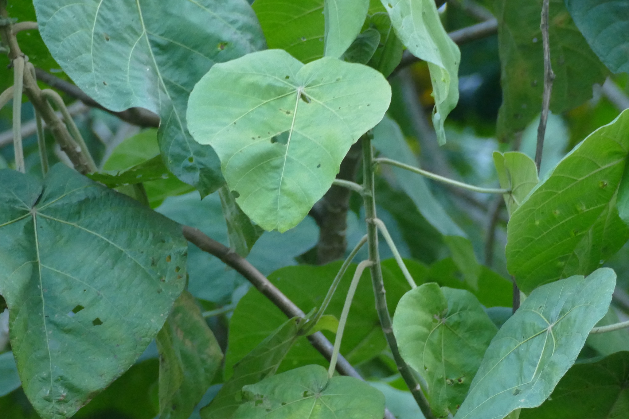 Croton macrostachyus