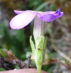 Primula caveana
