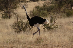 Struthio molybdophanes