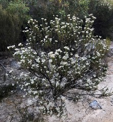 Ixodia achillaeoides