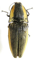 Chalcolepidius bomplandii