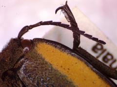 Chalcolepidius bomplandii