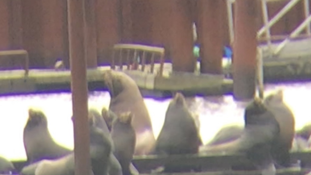 Loughlin's northern sea lion