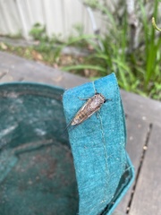 Yoyetta spectabilis
