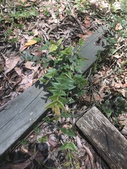 Platylobium obtusangulum