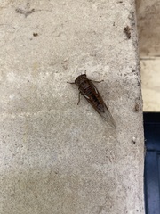 Yoyetta spectabilis