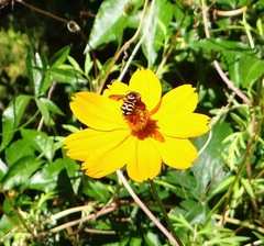 Dianthidium