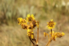 Espeletia boyacensis