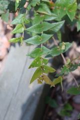 Platylobium obtusangulum