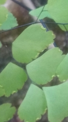 Adiantum