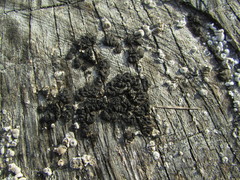 Trichoderma citrinoviride