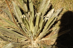Espeletia boyacensis