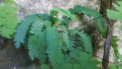 Adiantum
