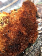 Phaeolus schweinitzii