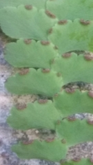 Adiantum