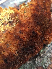 Phaeolus schweinitzii